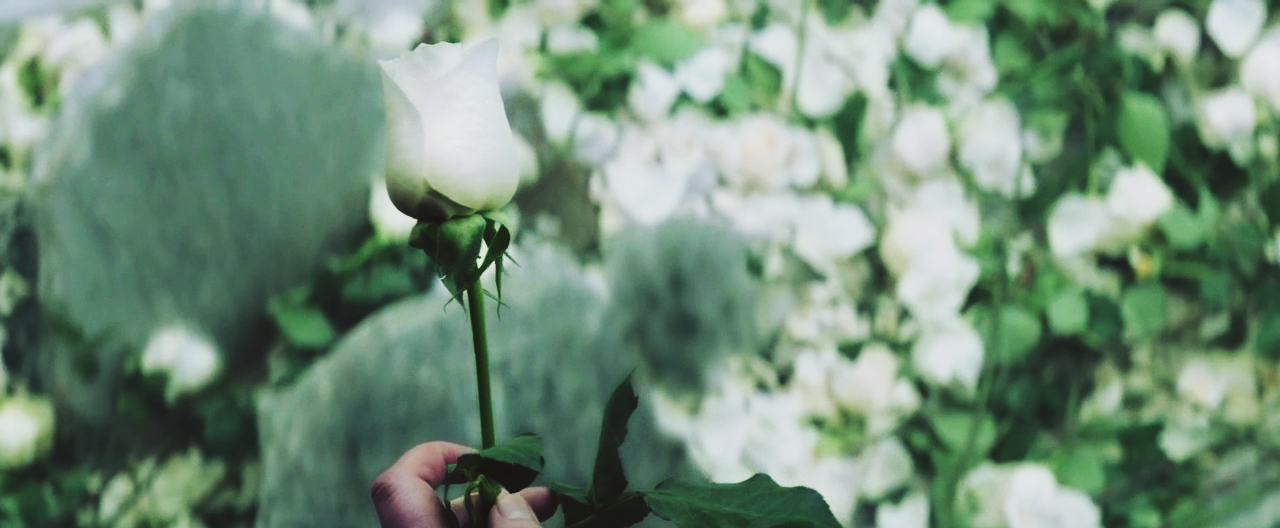 mockingjay katniss roses